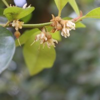 Xantolis tomentosa (Roxb.) Raf.